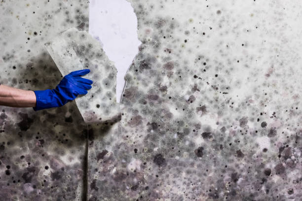 Best Kitchen Mold Remediation in Tresckow, PA